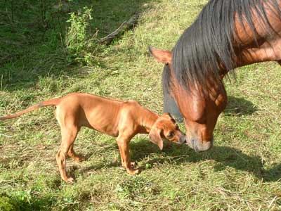 Rhodesian Ridgeback-Hündin und Araberpferd Halim