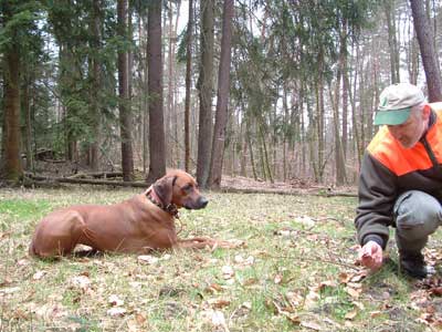 Rhodesian Ridgeback-Hündin Akili bei der Schweißarbeit