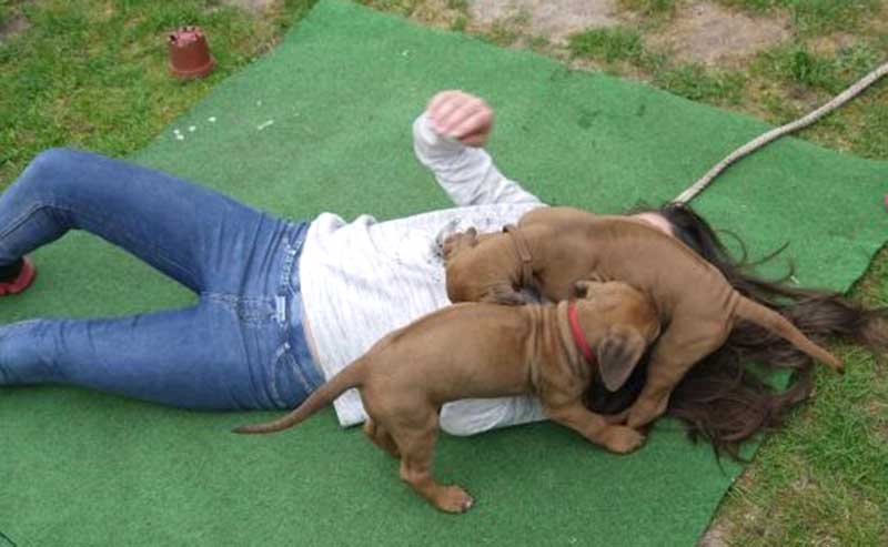 Die Welpen von Rhodesian Ridgeback Hündin Da Nele in der siebten Lebenswoche