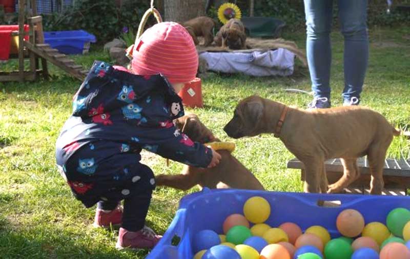 Die Welpen von Rhodesian Ridgeback Hündin Da Nele in der siebten Lebenswoche