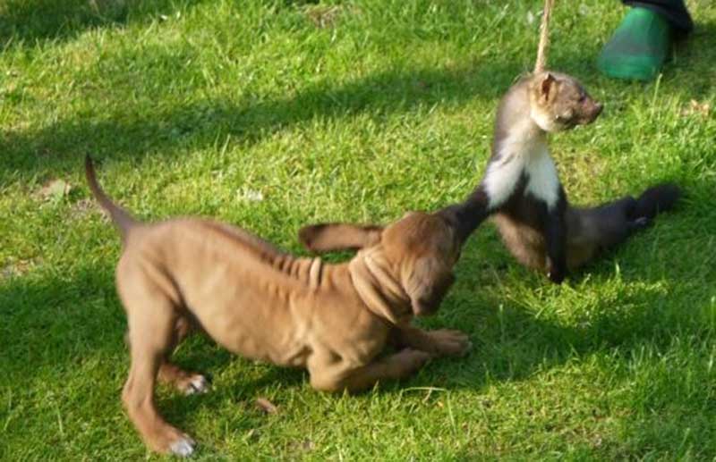 Die Welpen von Rhodesian Ridgeback Hündin Da Nele in der achten Lebenswoche