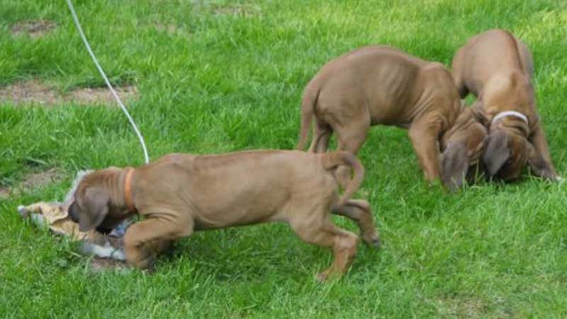 Die Welpen von Rhodesian Ridgeback Hündin Da Nele in der achten Lebenswoche