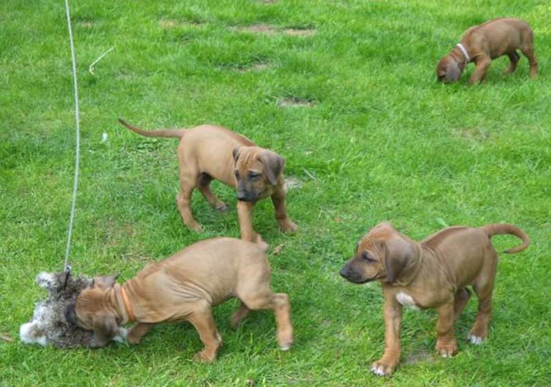 Die Welpen von Rhodesian Ridgeback Hündin Da Nele in der achten Lebenswoche