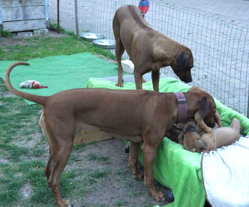 Die Welpen von Rhodesian Ridgeback Hündin Da Nele in der achten Lebenswoche