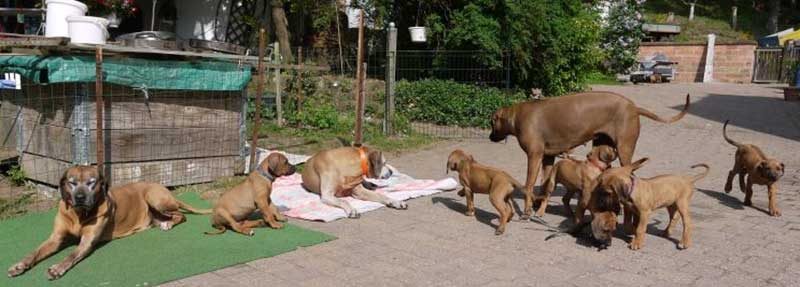 Die Welpen von Rhodesian Ridgeback Hündin Da Nele in der neunten Lebenswoche