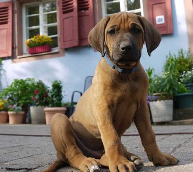 Die Welpen von Rhodesian Ridgeback Hündin Da Nele in der neunten Lebenswoche