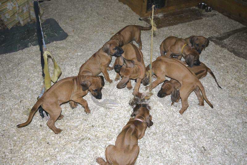 Die Welpen von Rhodesian Ridgeback Hündin Da Nele in der neunten Lebenswoche