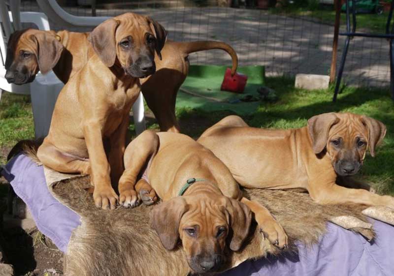 Die Welpen von Rhodesian Ridgeback Hündin Da Nele in der neunten Lebenswoche