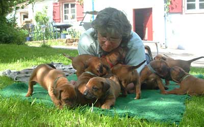 Gertrud Werner mit Rhodesian Ridgeback Welpen