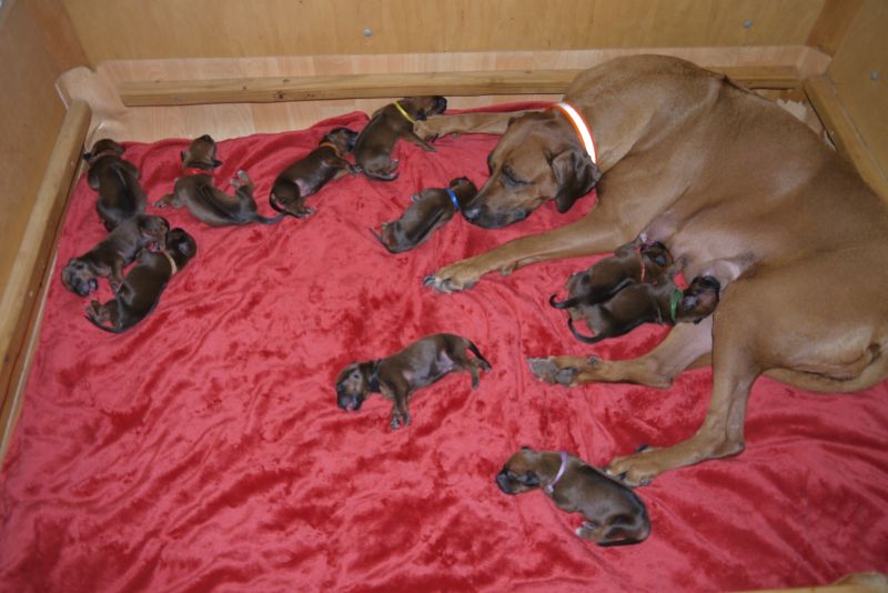 Die Welpen von Rhodesian Ridgeback Hündin Da Nele in der ersten Lebenswoche