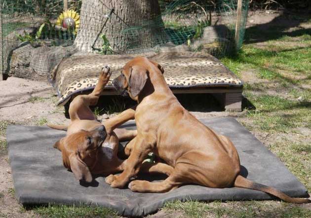 Die Welpen von Rhodesian Ridgeback Hündin Da Nele in der zehnten Lebenswoche