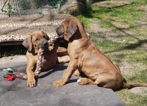 Die Welpen von Rhodesian Ridgeback Hündin Da Nele in der zehnten Lebenswoche