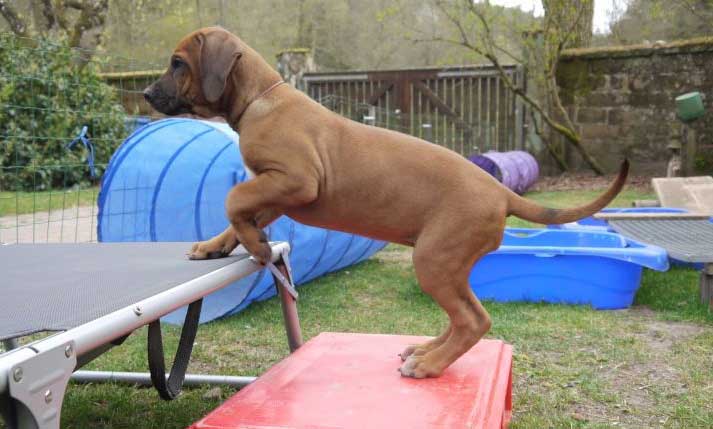 Die Welpen von Rhodesian Ridgeback Hündin Da Nele in der zehnten Lebenswoche