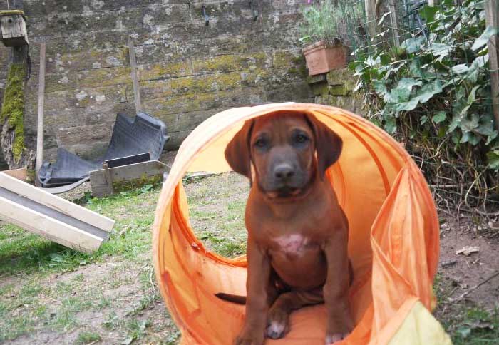 Die Welpen von Rhodesian Ridgeback Hündin Da Nele in der zehnten Lebenswoche