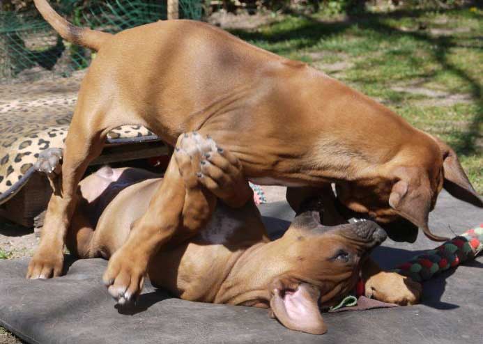 Die Welpen von Rhodesian Ridgeback Hündin Da Nele in der zehnten Lebenswoche