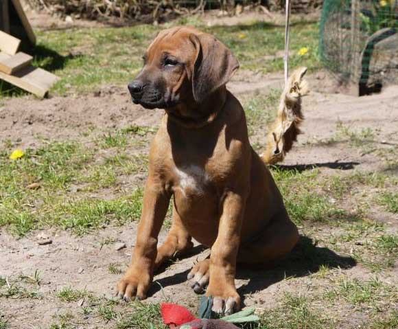 Die Welpen von Rhodesian Ridgeback Hündin Da Nele in der zehnten Lebenswoche