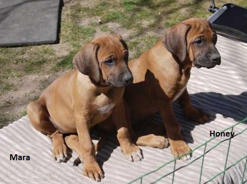 Die Welpen von Rhodesian Ridgeback Hündin Da Nele in der zehnten Lebenswoche