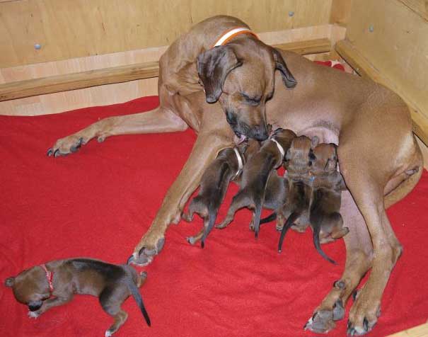 Die Welpen von Rhodesian Ridgeback Hündin Da Nele in der zweiten Lebenswoche