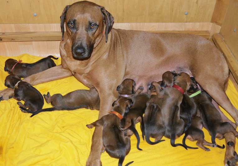 Die Welpen von Rhodesian Ridgeback Hündin Da Nele in der zweiten Lebenswoche