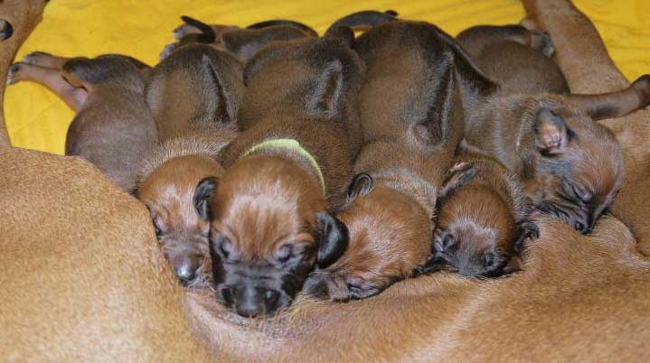 Die Welpen von Rhodesian Ridgeback Hündin Da Nele in der zweiten Lebenswoche