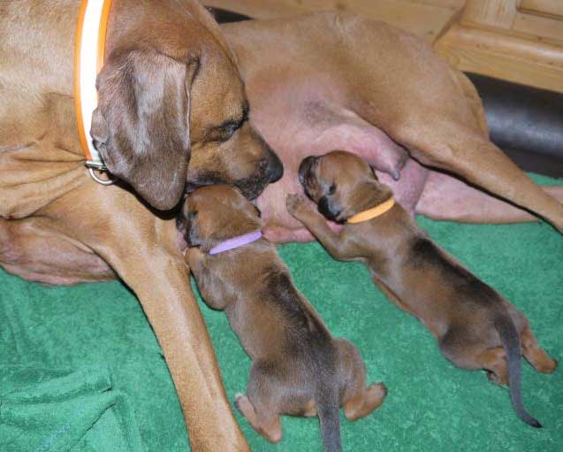 Die Welpen von Rhodesian Ridgeback Hündin Da Nele in der dritten Lebenswoche