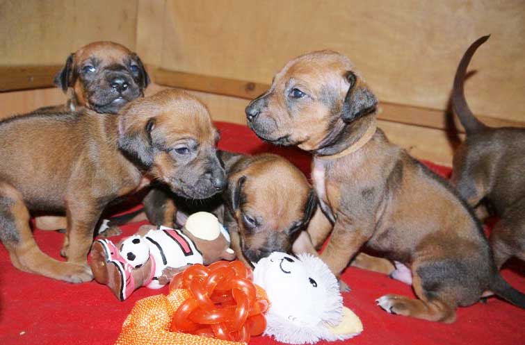 Die Welpen von Rhodesian Ridgeback Hündin Da Nele in der dritten Lebenswoche