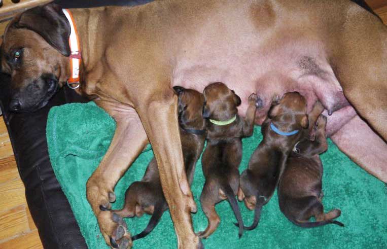 Die Welpen von Rhodesian Ridgeback Hündin Da Nele in der dritten Lebenswoche