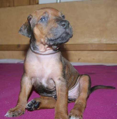 Die Welpen von Rhodesian Ridgeback Hündin Da Nele in der vierten Lebenswoche