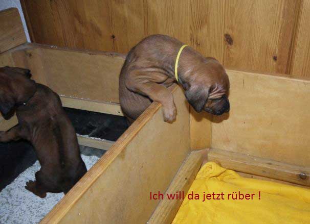 Die Welpen von Rhodesian Ridgeback Hündin Da Nele in der fünften Lebenswoche