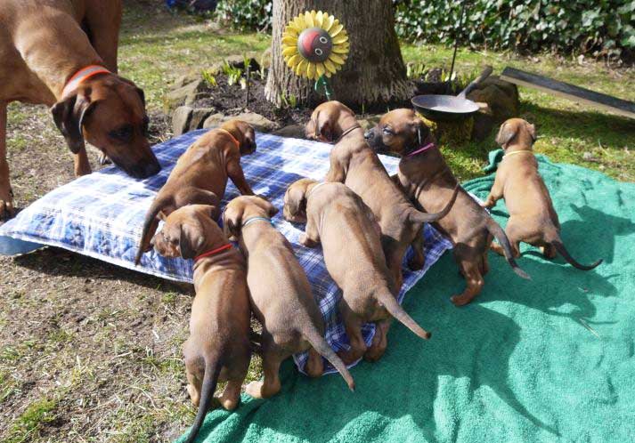 Die Welpen von Rhodesian Ridgeback Hündin Da Nele in der fünften Lebenswoche