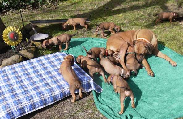 Die Welpen von Rhodesian Ridgeback Hündin Da Nele in der fünften Lebenswoche