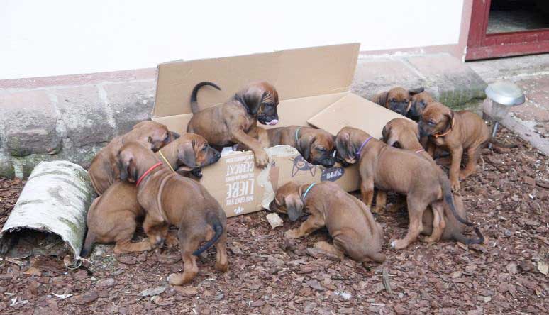 Die Welpen von Rhodesian Ridgeback Hündin Da Nele in der sechsten Lebenswoche