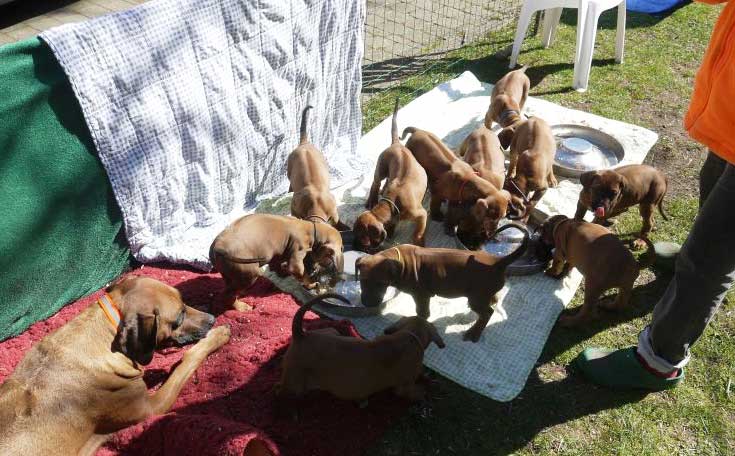 Die Welpen von Rhodesian Ridgeback Hündin Da Nele in der siebten Lebenswoche