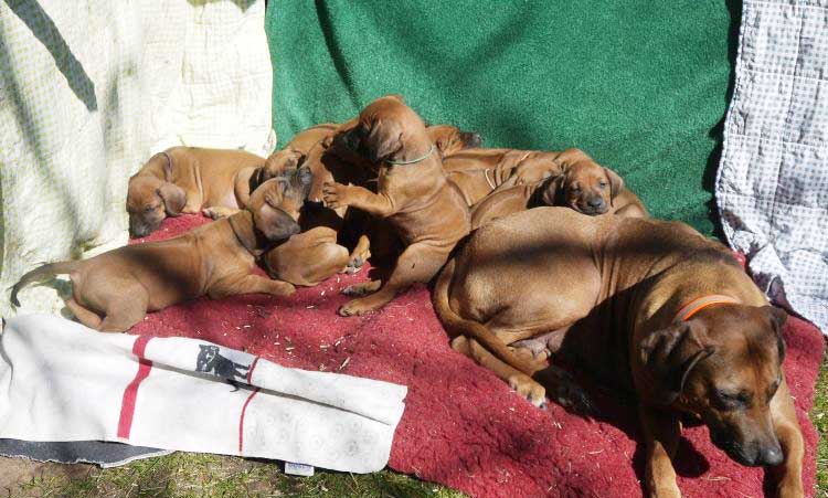 Die Welpen von Rhodesian Ridgeback Hündin Da Nele in der siebten Lebenswoche