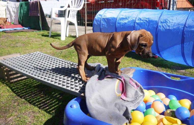 Die Welpen von Rhodesian Ridgeback Hündin Da Nele in der siebten Lebenswoche