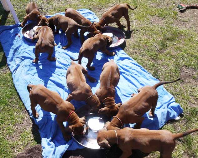 Die Welpen von Rhodesian Ridgeback Hündin Da Nele in der siebten Lebenswoche