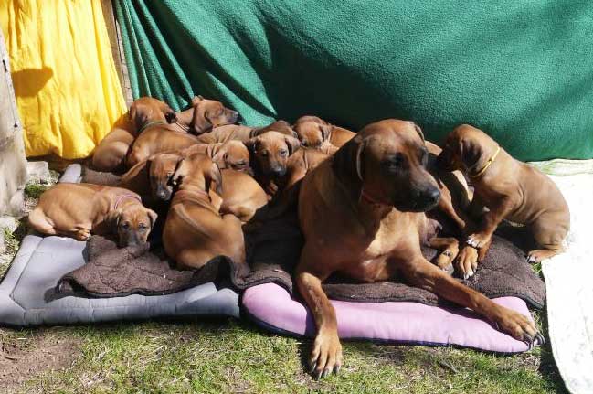 Die Welpen von Rhodesian Ridgeback Hündin Da Nele in der siebten Lebenswoche