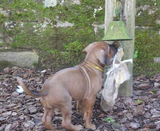 Die Welpen von Rhodesian Ridgeback Hündin Da Nele in der siebten Lebenswoche