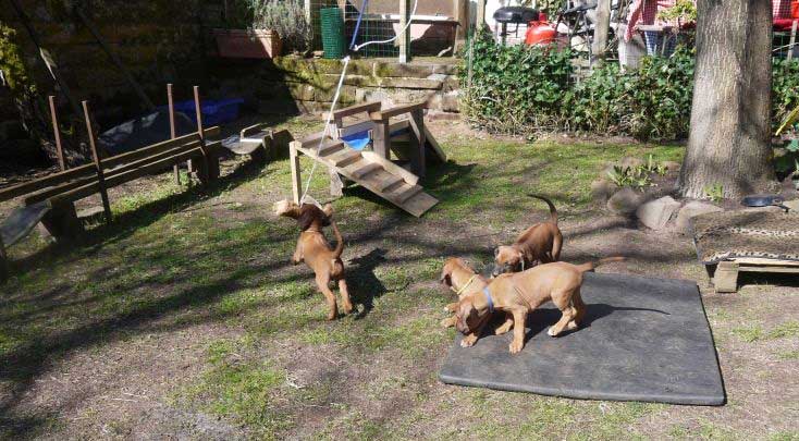 Die Welpen von Rhodesian Ridgeback Hündin Da Nele in der siebten Lebenswoche