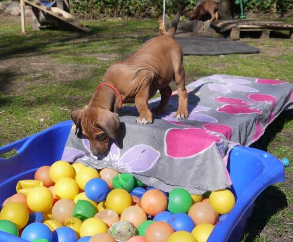 Die Welpen von Rhodesian Ridgeback Hündin Da Nele in der siebten Lebenswoche