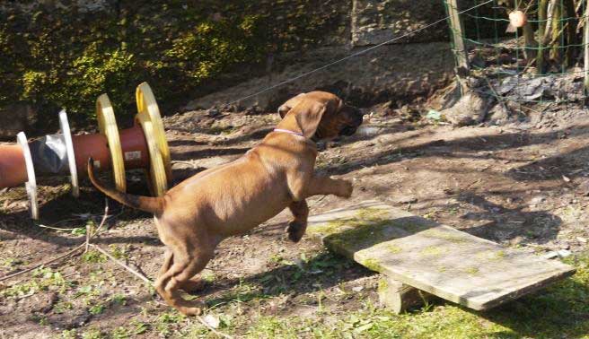 Die Welpen von Rhodesian Ridgeback Hündin Da Nele in der achten Lebenswoche