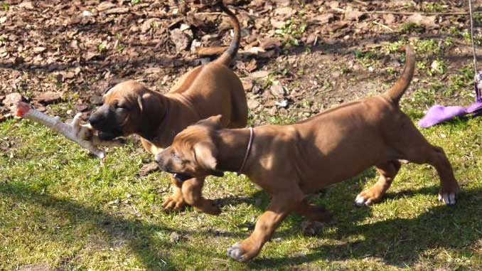 Die Welpen von Rhodesian Ridgeback Hündin Da Nele in der achten Lebenswoche