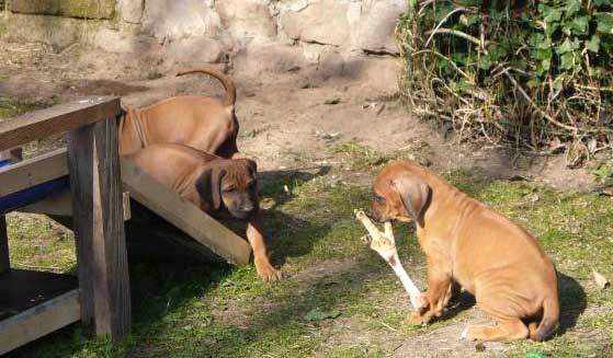 Die Welpen von Rhodesian Ridgeback Hündin Da Nele in der achten Lebenswoche