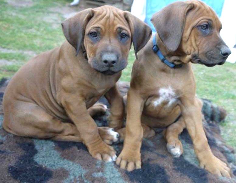 Die Welpen von Rhodesian Ridgeback Hündin Da Nele in der neunten Lebenswoche