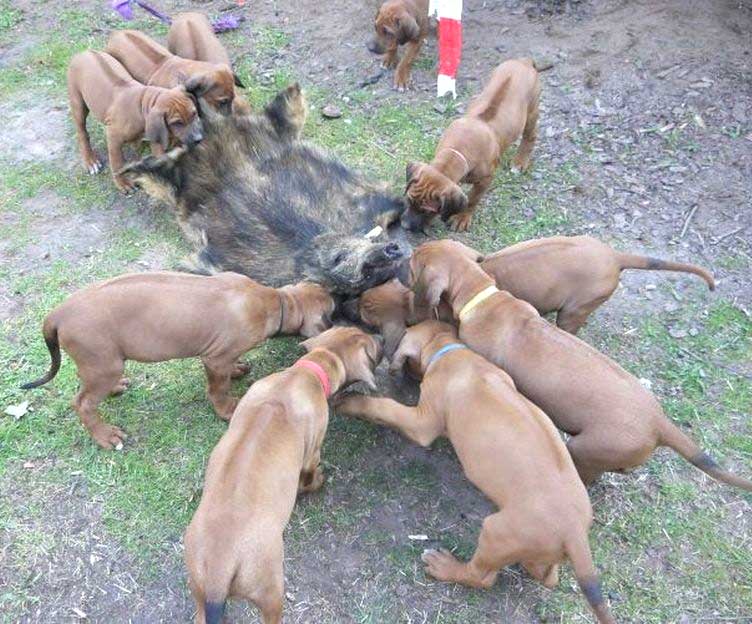 Die Welpen von Rhodesian Ridgeback Hündin Da Nele in der neunten Lebenswoche