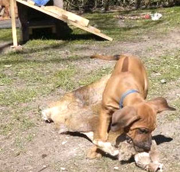 Die Welpen von Rhodesian Ridgeback Hündin Da Nele in der neunten Lebenswoche