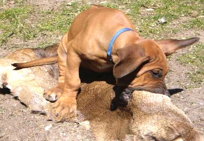 Die Welpen von Rhodesian Ridgeback Hündin Da Nele in der neunten Lebenswoche