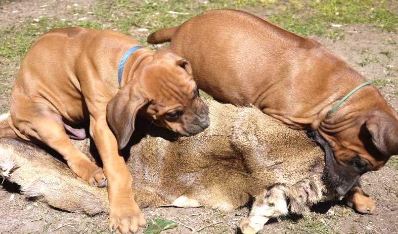 Die Welpen von Rhodesian Ridgeback Hündin Da Nele in der neunten Lebenswoche