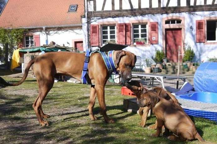 Die Welpen von Rhodesian Ridgeback Hündin Da Nele in der neunten Lebenswoche