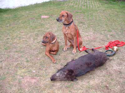 Rhodesian Ridgebacks mit einem Wildschwein nach erfolgreicher Nachsuche